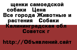 щенки самоедской собаки › Цена ­ 25 000 - Все города Животные и растения » Собаки   . Калининградская обл.,Советск г.